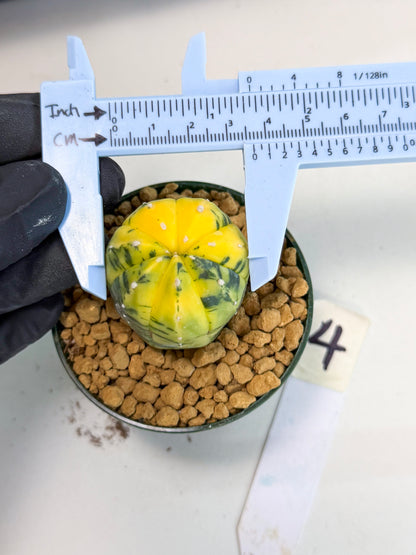 Astrophytum Var (at1) (y4) | From Taiwan