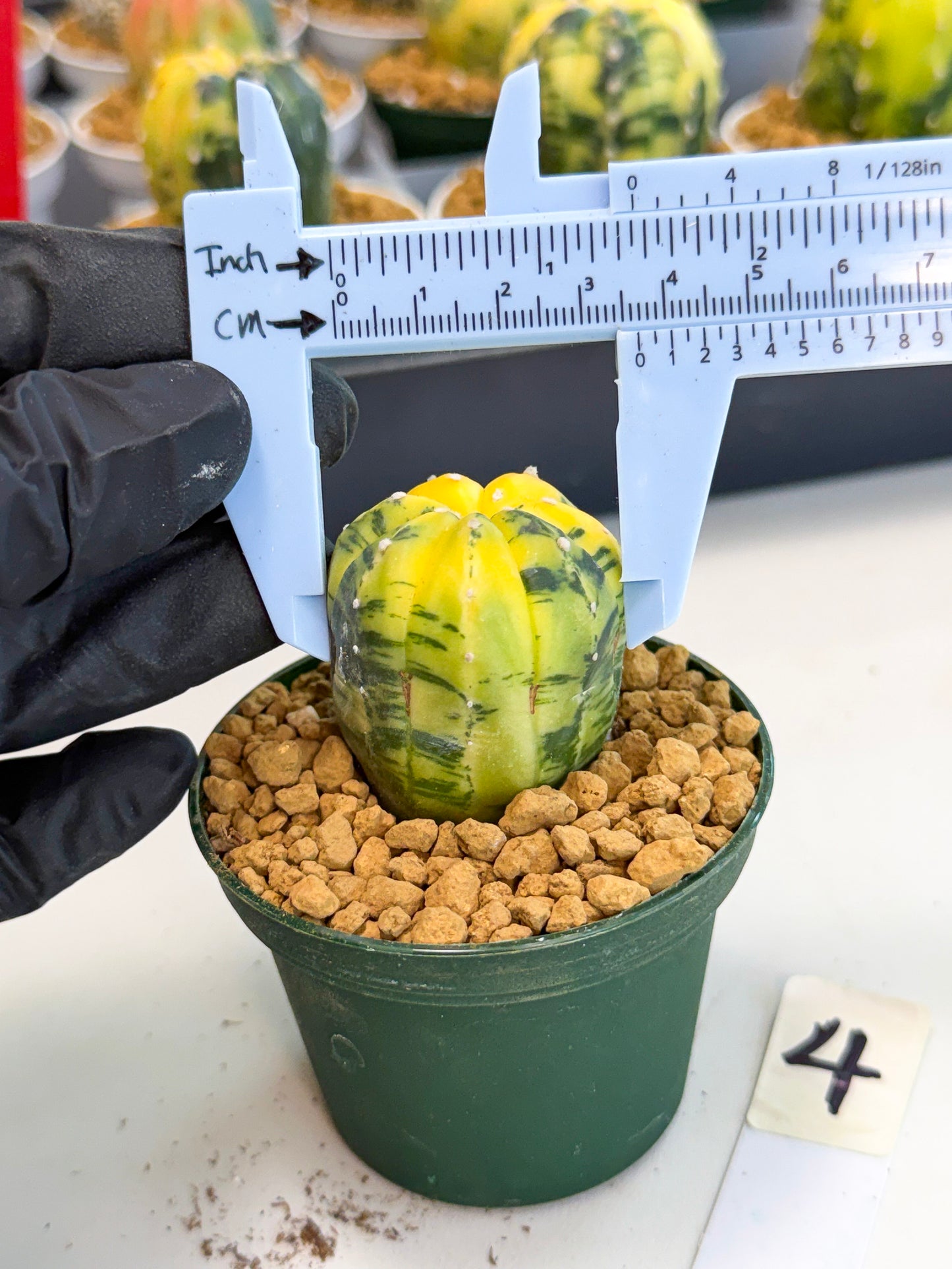 Astrophytum Var (at1) (y4) | From Taiwan