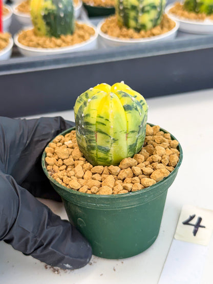 Astrophytum Var (at1) (y4) | From Taiwan