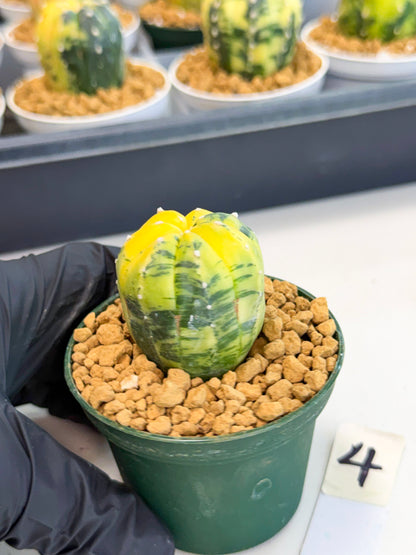Astrophytum Var (at1) (y4) | From Taiwan