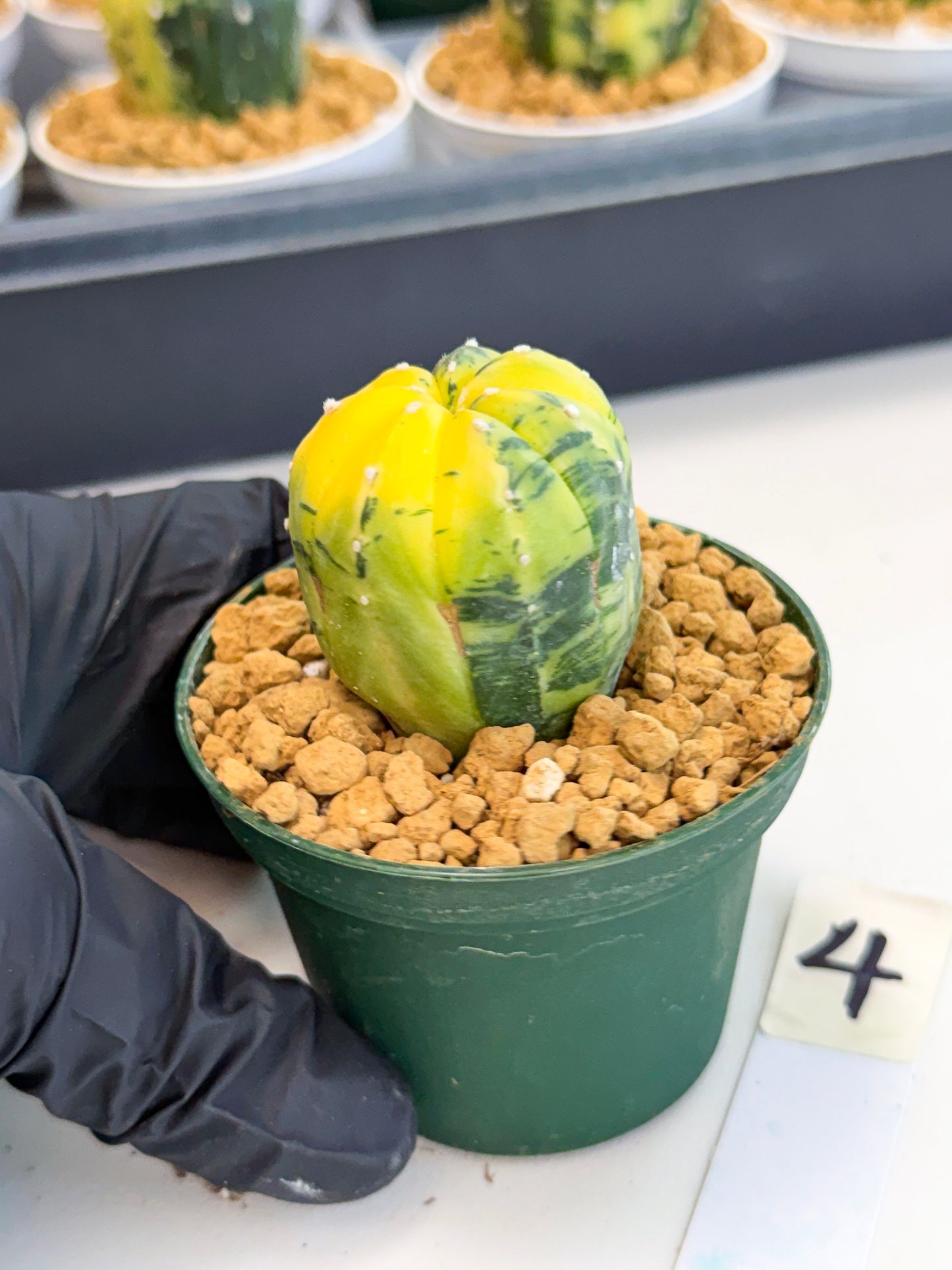 Astrophytum Var (at1) (y4) | From Taiwan