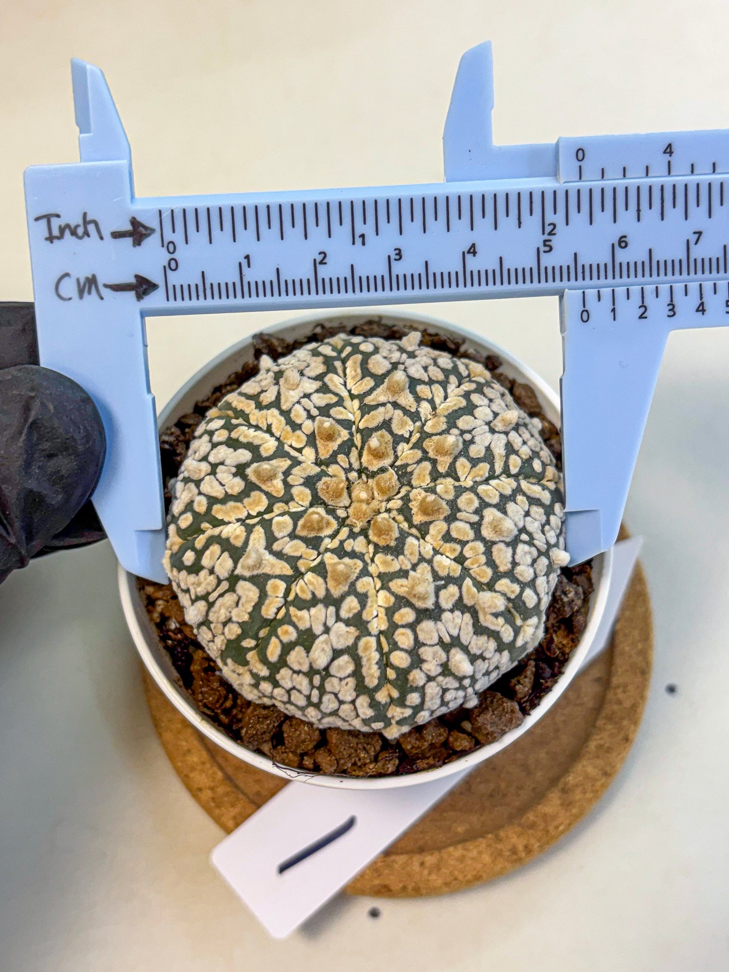 Astrophytum V Type (at4) (01) | Star Cactus