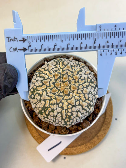 Astrophytum V Type (at4) (01) | Star Cactus