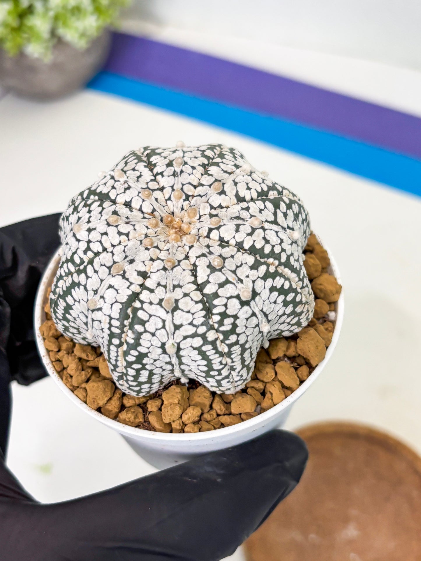 Astrophytum Star Shape (at2) (g5) | Japanese Import