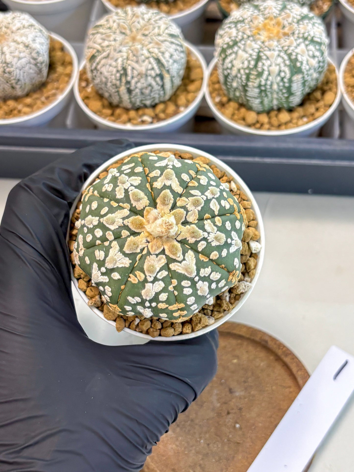 Astrophytum V-Type (at5) (b1) | Star Cactus