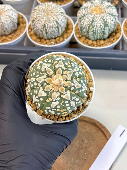 Astrophytum V-Type (at5) (b1) | Star Cactus