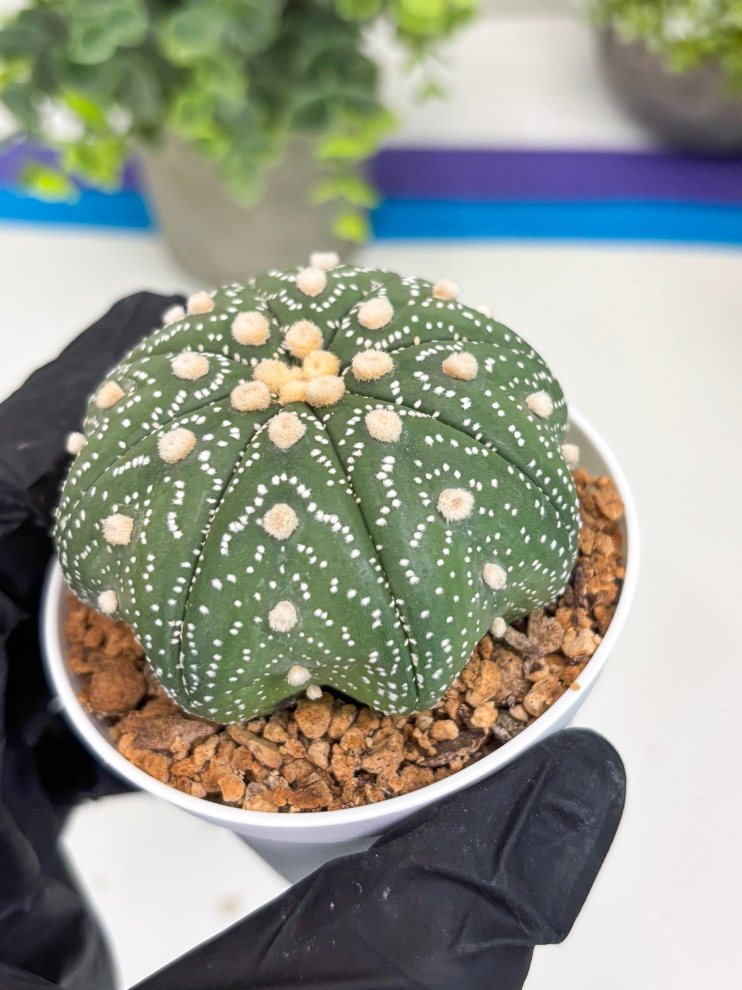 Astrophytum Star Shape (t3) (b1) | 3" Pot