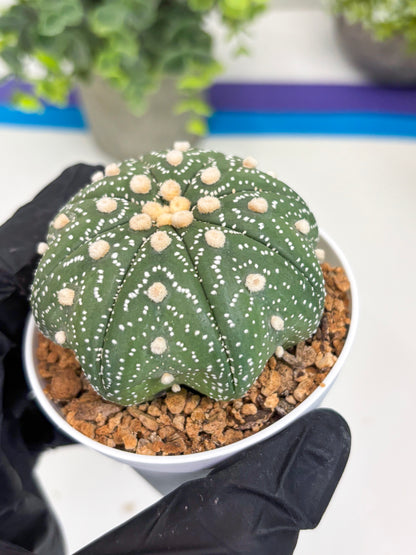 Astrophytum Star Shape (t3) (b1) | 3" Pot