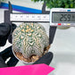 Astrophytum V-Type (#T3C) | Imported From Japan/korea | 3" Pot