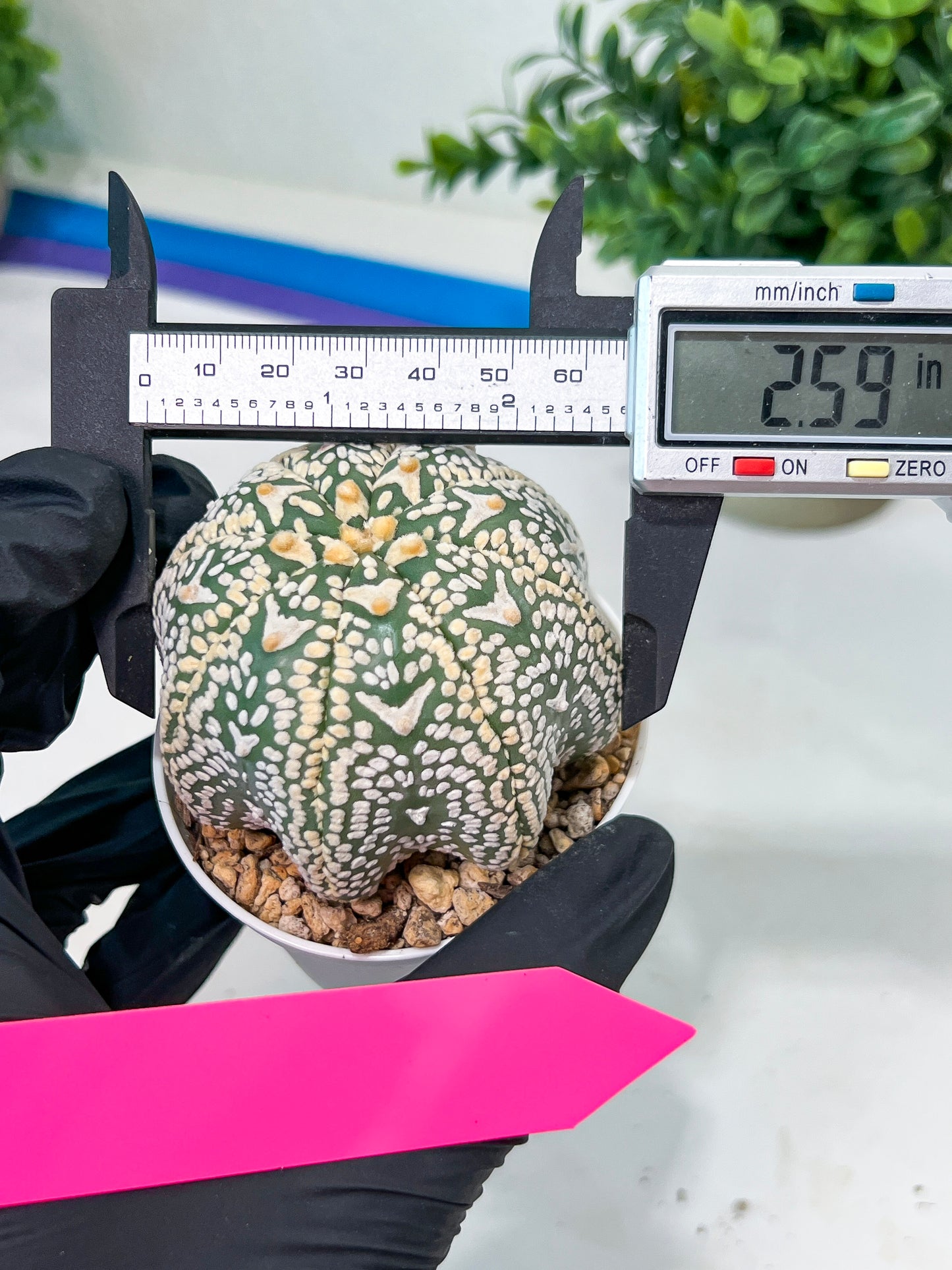 Astrophytum V-Type (#T3C) | Imported From Japan/korea | 3" Pot