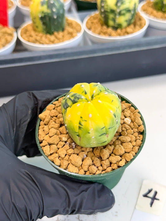 Astrophytum Var (at1) (y4) | From Taiwan
