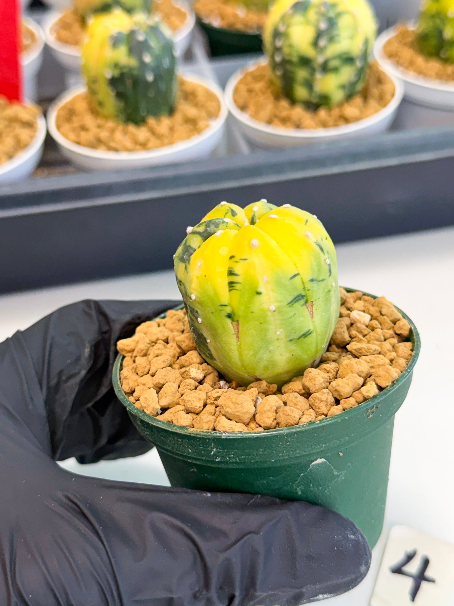 Astrophytum Var (at1) (y4) | From Taiwan