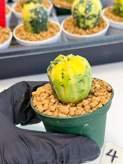 Astrophytum Var (at1) (y4) | From Taiwan
