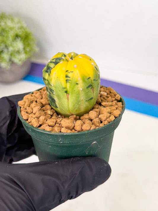 Astrophytum Var (at1) (y4) | From Taiwan