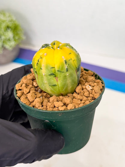 Astrophytum Var (at1) (y4) | From Taiwan
