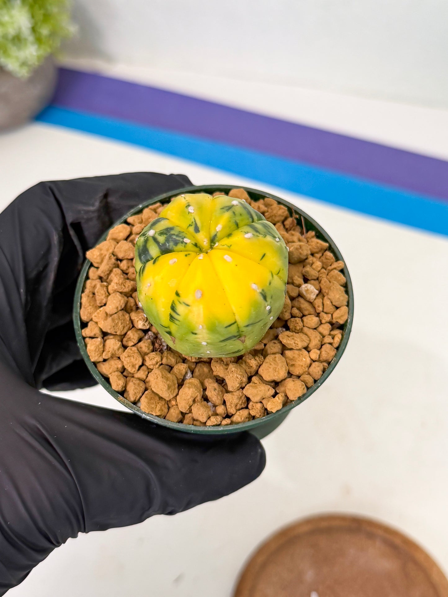 Astrophytum Var (at1) (y4) | From Taiwan