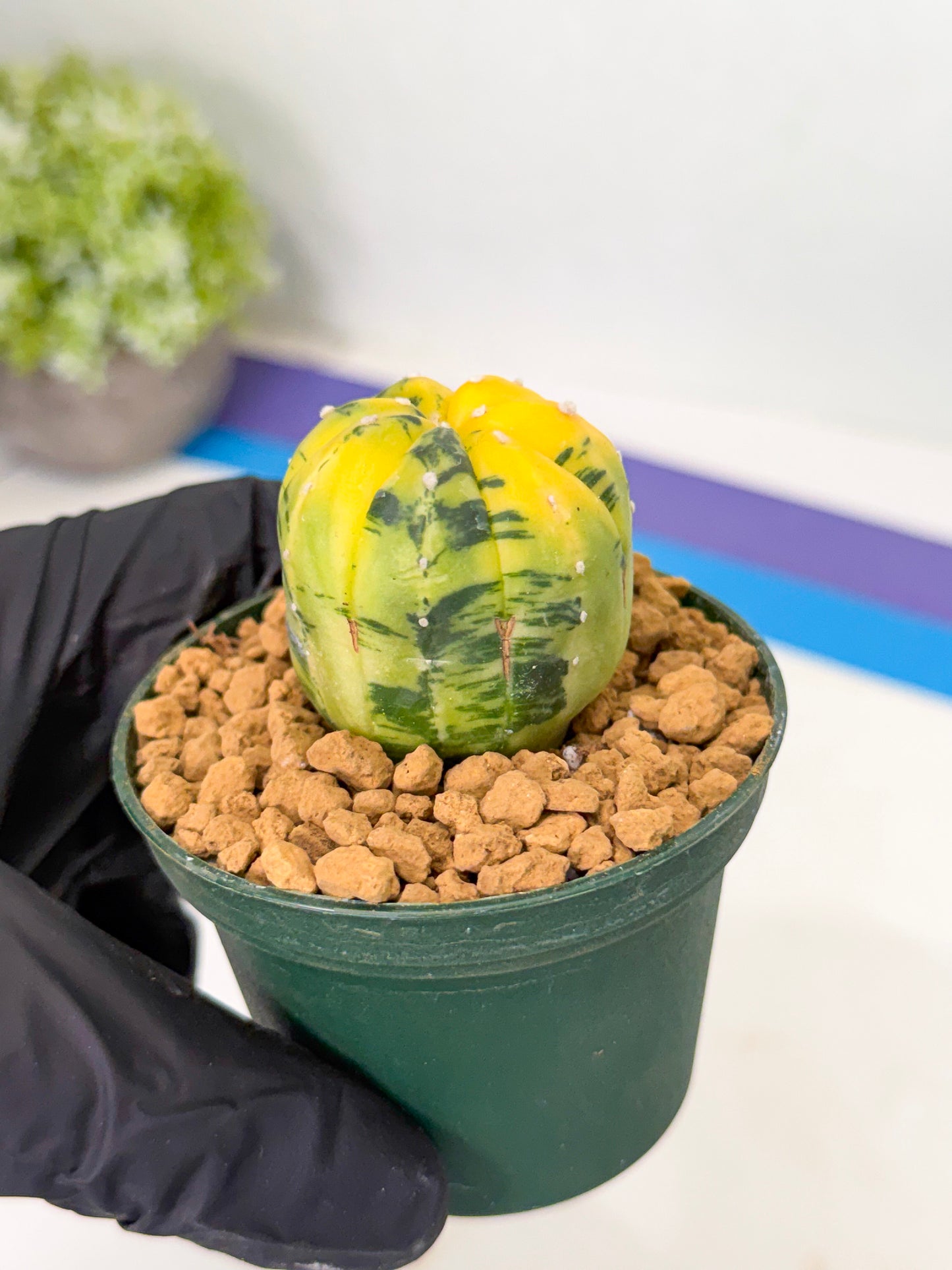 Astrophytum Var (at1) (y4) | From Taiwan