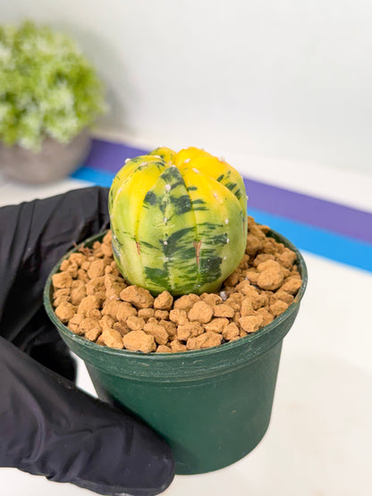 Astrophytum Var (at1) (y4) | From Taiwan