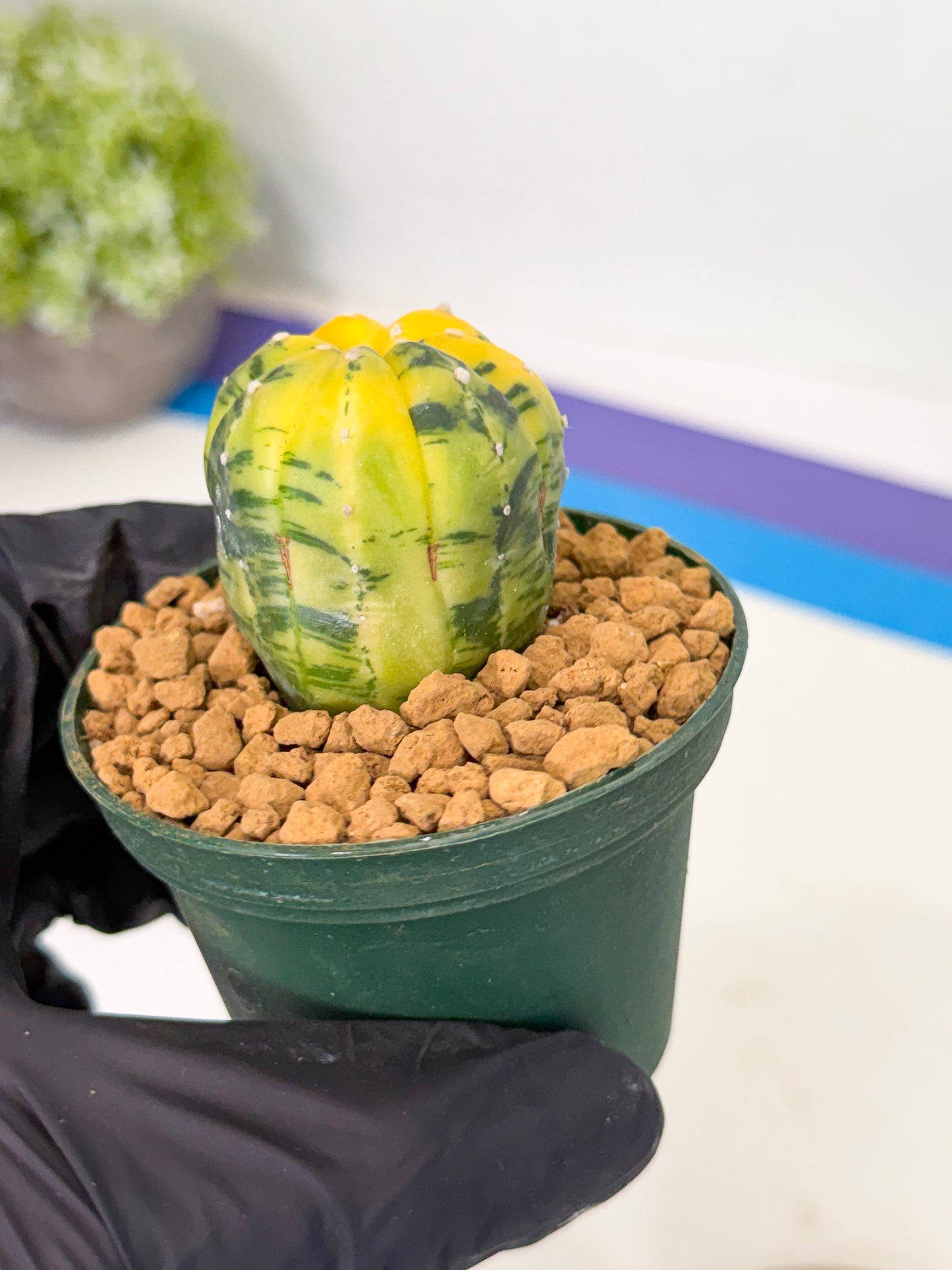Astrophytum Var (at1) (y4) | From Taiwan