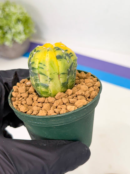 Astrophytum Var (at1) (y4) | From Taiwan