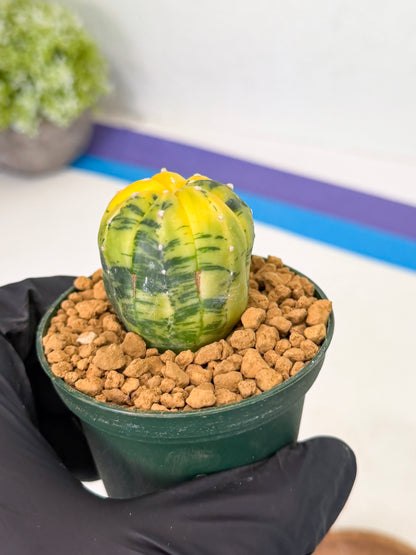 Astrophytum Var (at1) (y4) | From Taiwan