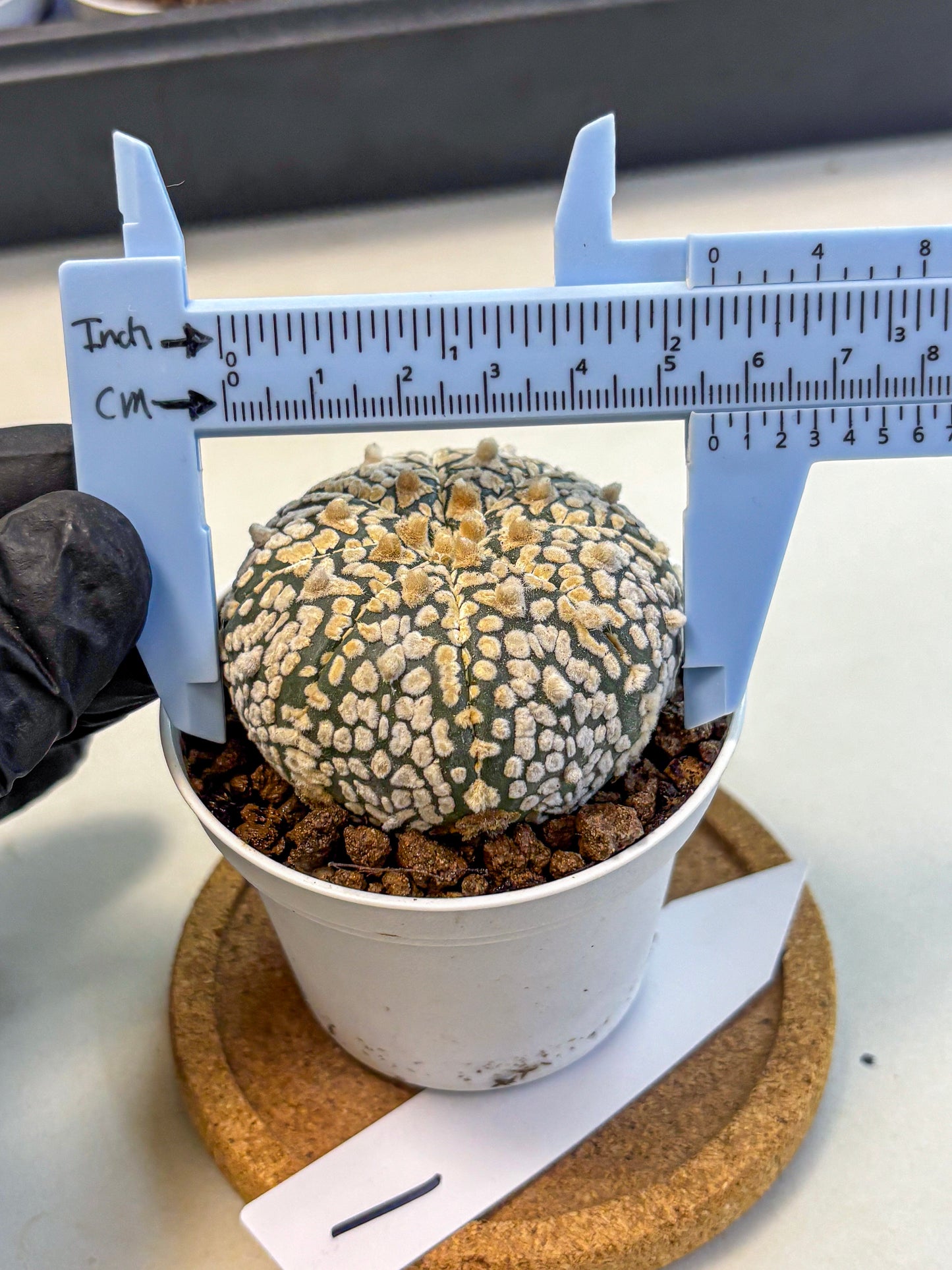 Astrophytum V Type (at4) (01) | Star Cactus