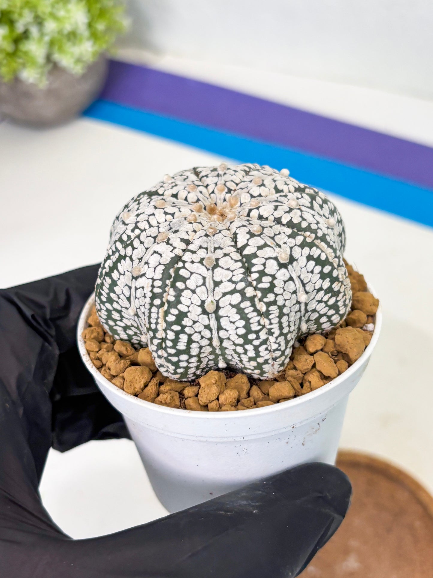 Astrophytum Star Shape (at2) (g5) | Japanese Import