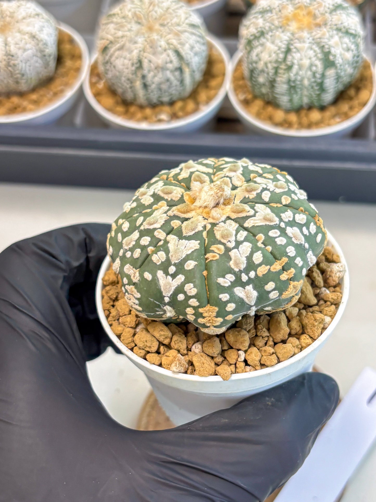 Astrophytum V-Type (at5) (b1) | Star Cactus
