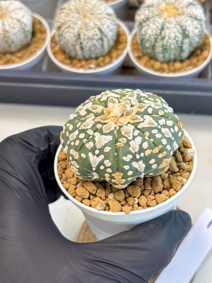 Astrophytum V-Type (at5) (b1) | Star Cactus