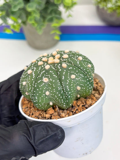 Astrophytum Star Shape (t3) (b1) | 3" Pot