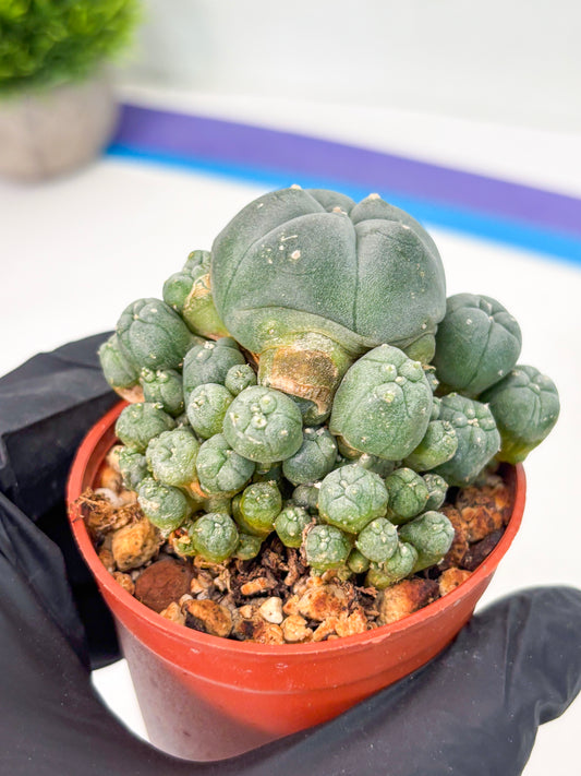 Spineless Cactus (Lo2) (y5) | For Advanced Growers