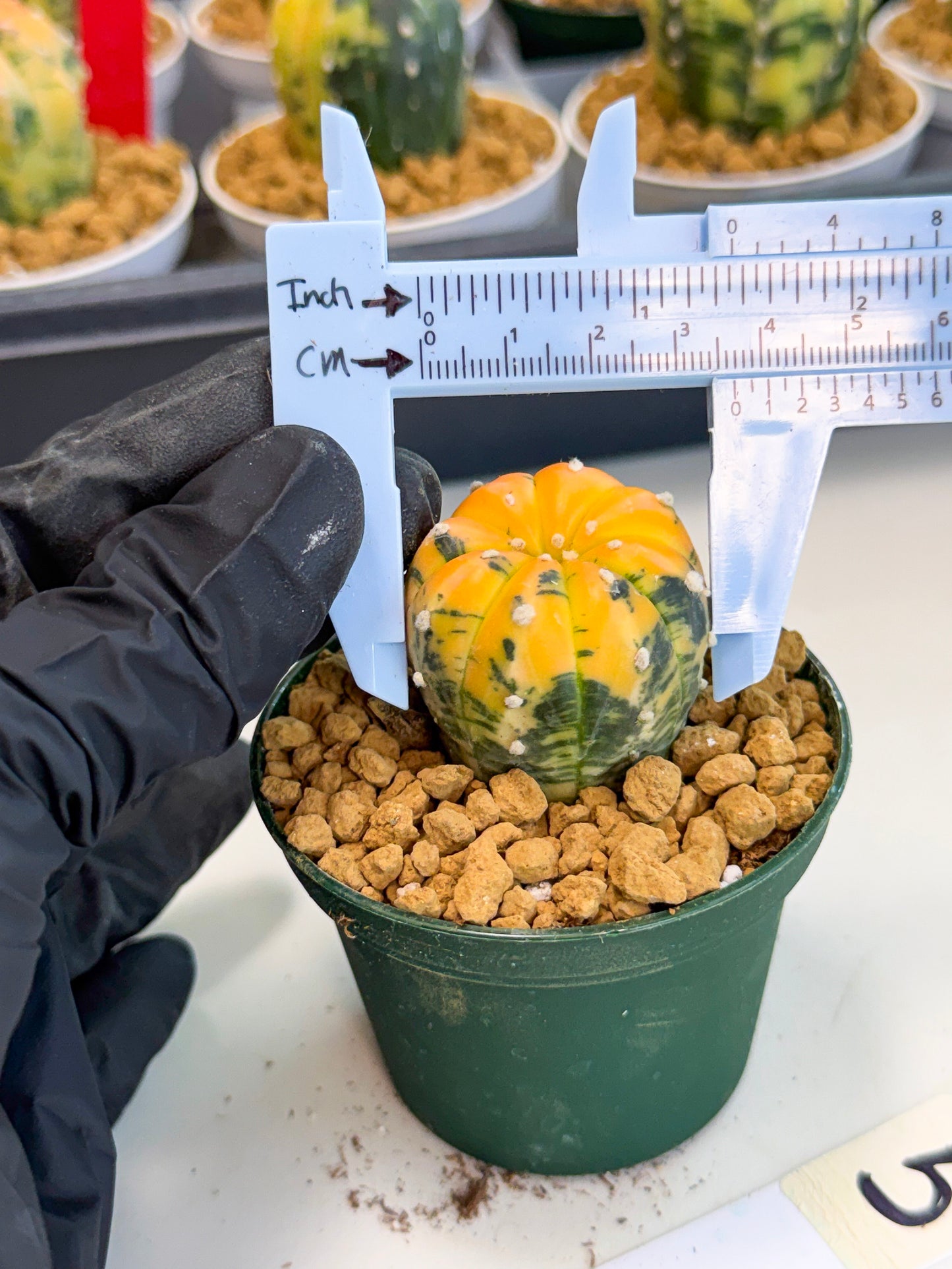 Astrophytum Var (at1) (y5) | From Taiwan