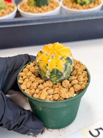 Astrophytum Var (at1) (y5) | From Taiwan