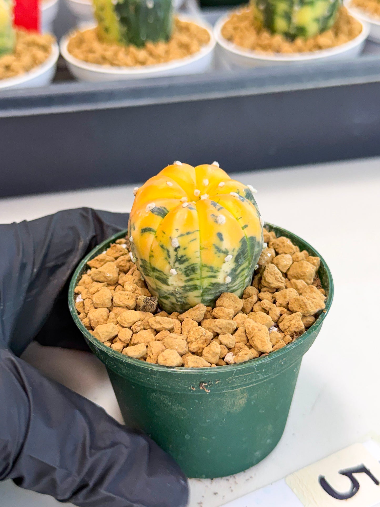 Astrophytum Var (at1) (y5) | From Taiwan
