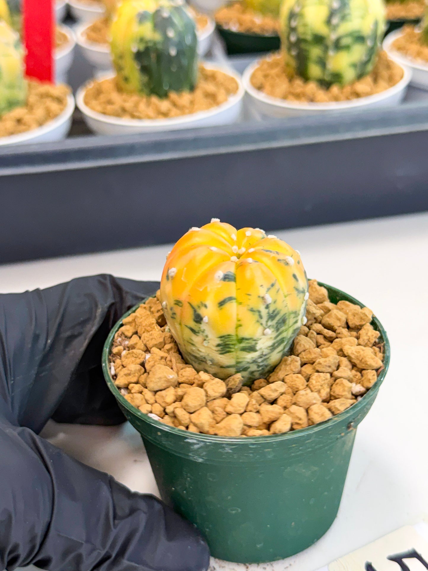 Astrophytum Var (at1) (y5) | From Taiwan