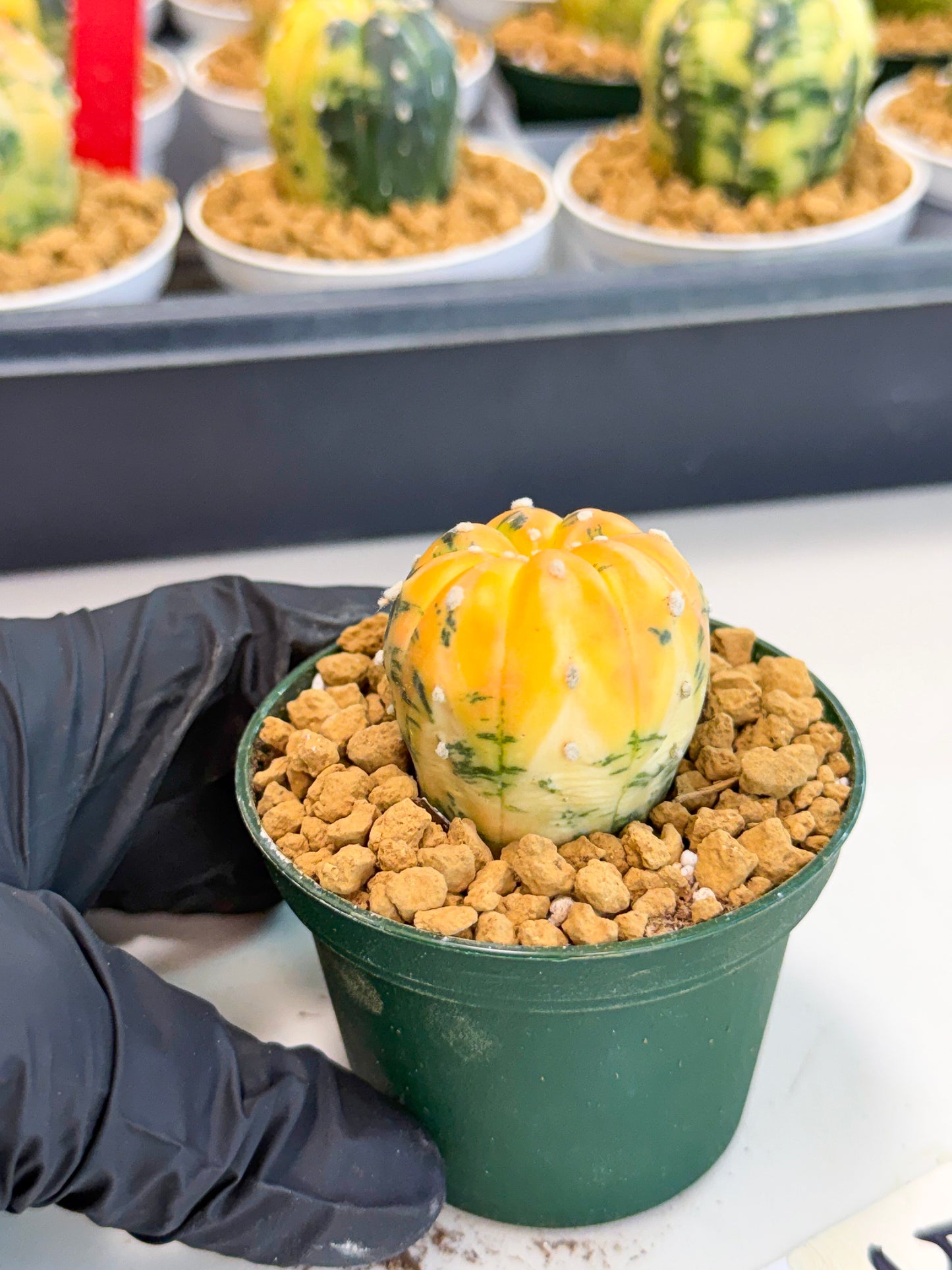 Astrophytum Var (at1) (y5) | From Taiwan