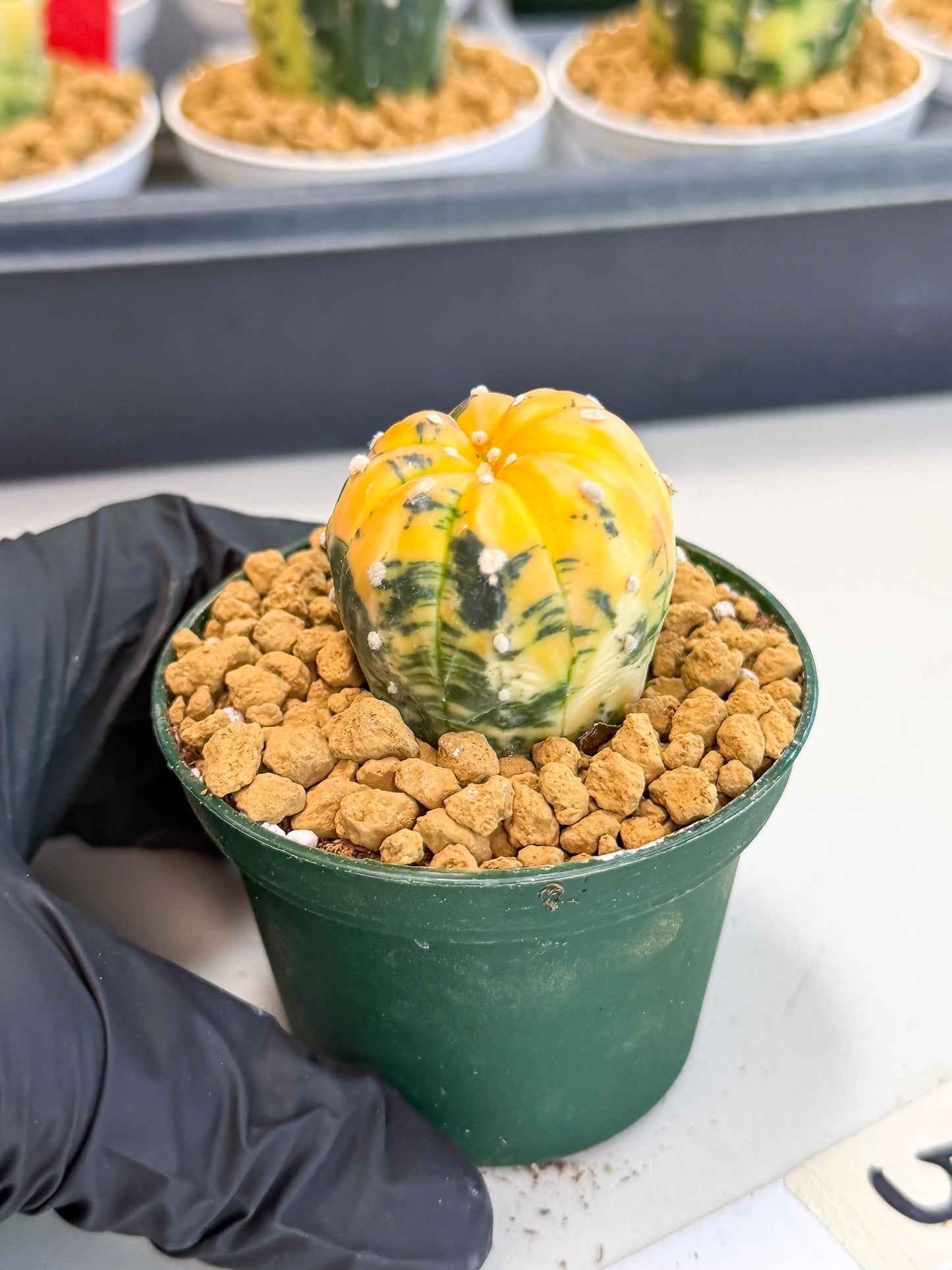Astrophytum Var (at1) (y5) | From Taiwan