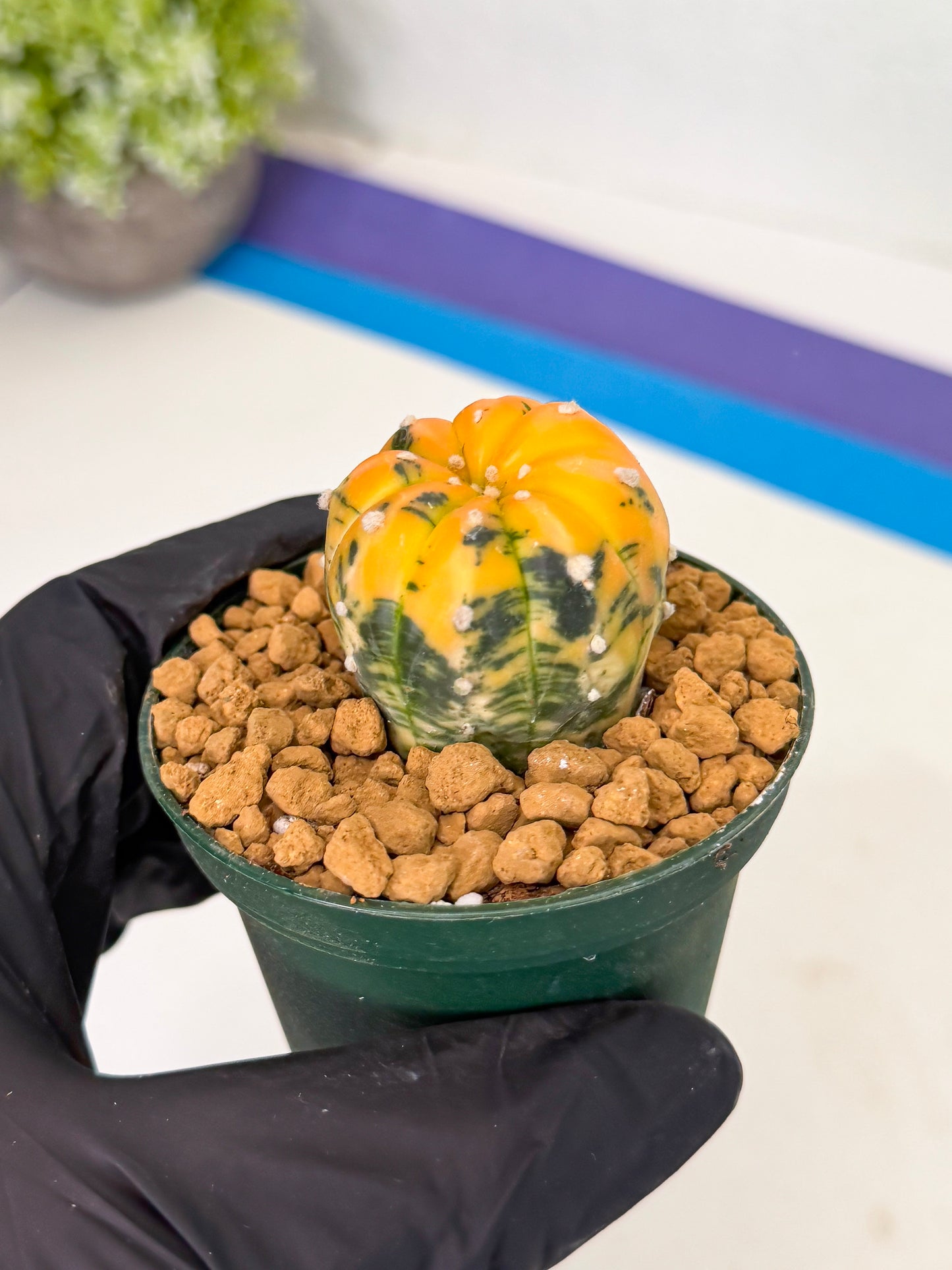 Astrophytum Var (at1) (y5) | From Taiwan