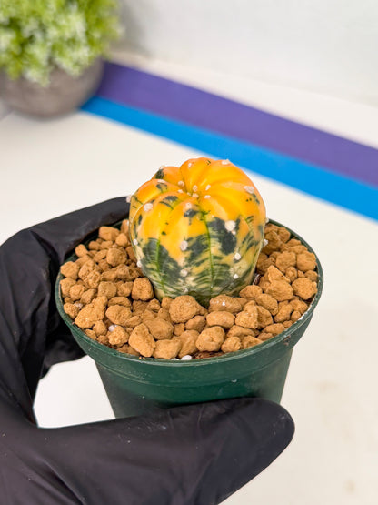 Astrophytum Var (at1) (y5) | From Taiwan