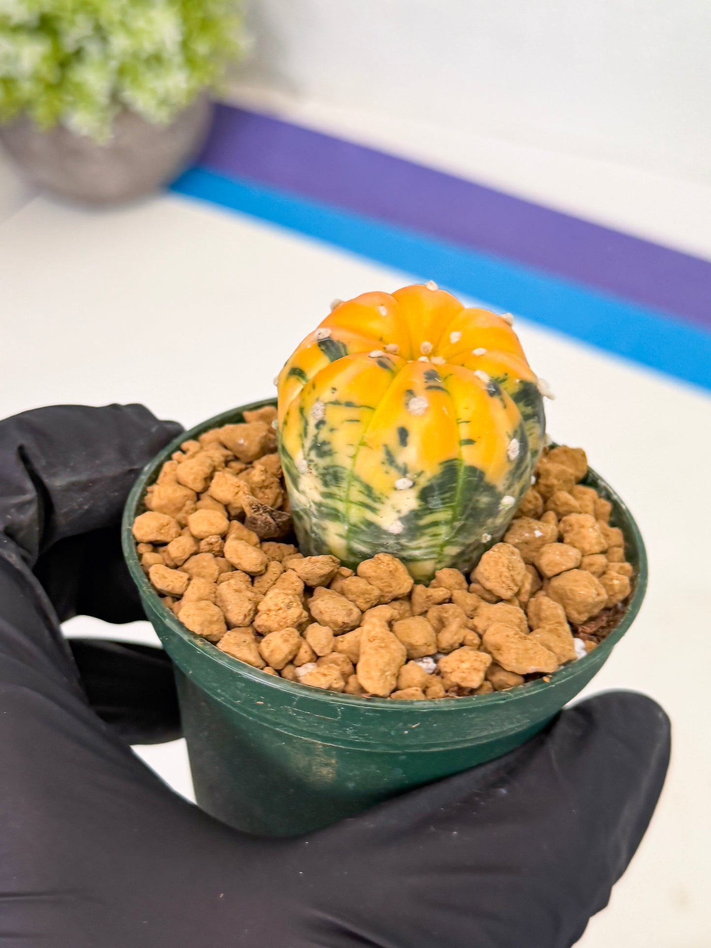 Astrophytum Var (at1) (y5) | From Taiwan