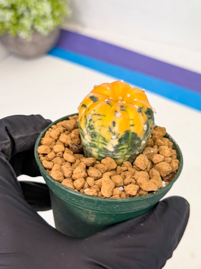 Astrophytum Var (at1) (y5) | From Taiwan