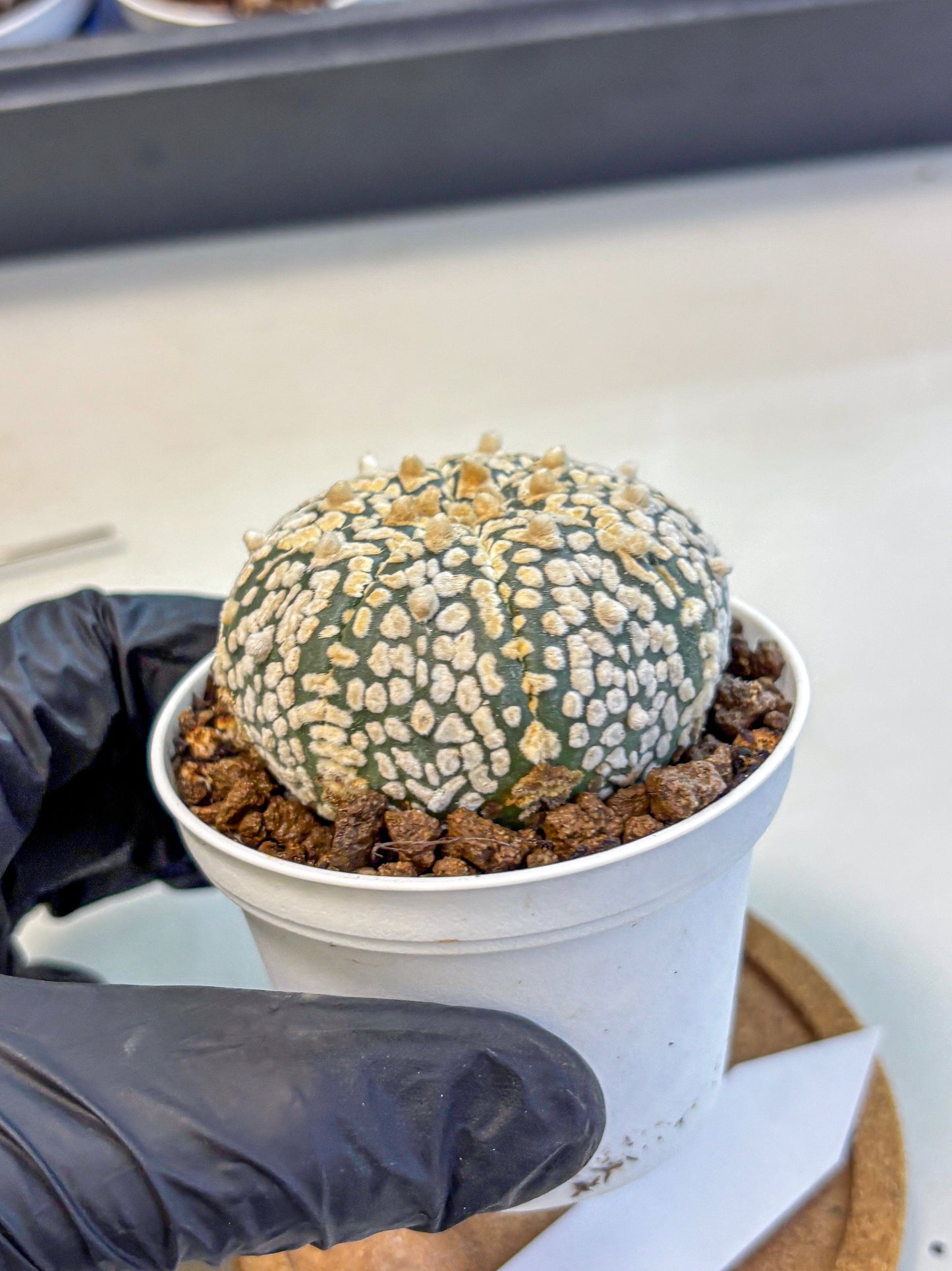 Astrophytum V Type (at4) (01) | Star Cactus