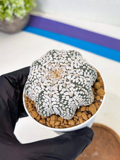 Astrophytum Star Shape (at2) (g5) | Japanese Import