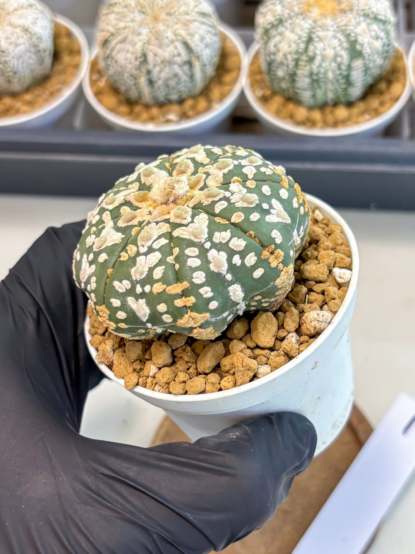 Astrophytum V-Type (at5) (b1) | Star Cactus