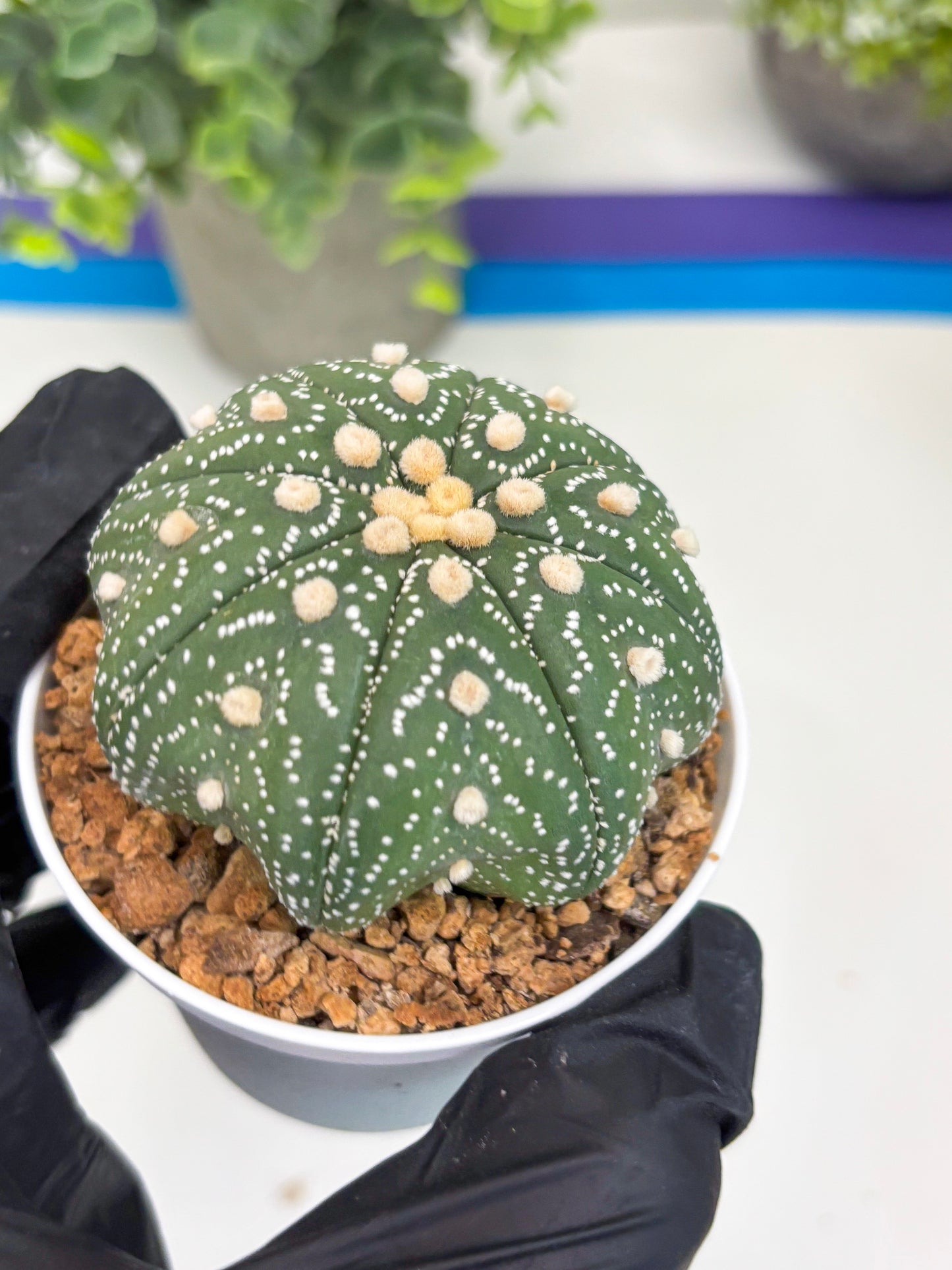 Astrophytum Star Shape (t3) (b1) | 3" Pot
