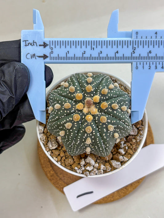 Astrophytum Super Kabuto (at1) (01) | Collection Plant | Rare Cactus