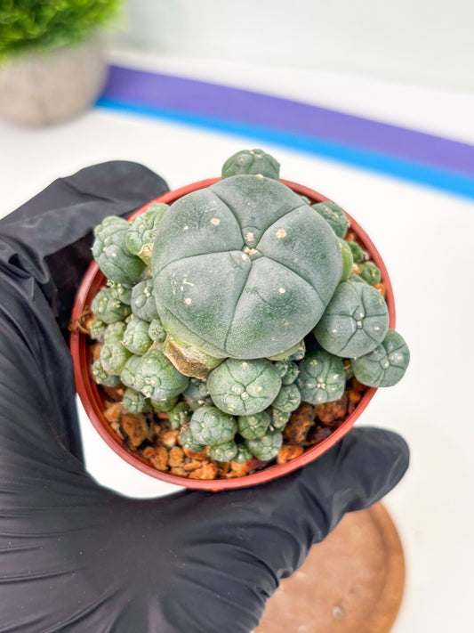 Spineless Cactus (Lo2) (y5) | For Advanced Growers