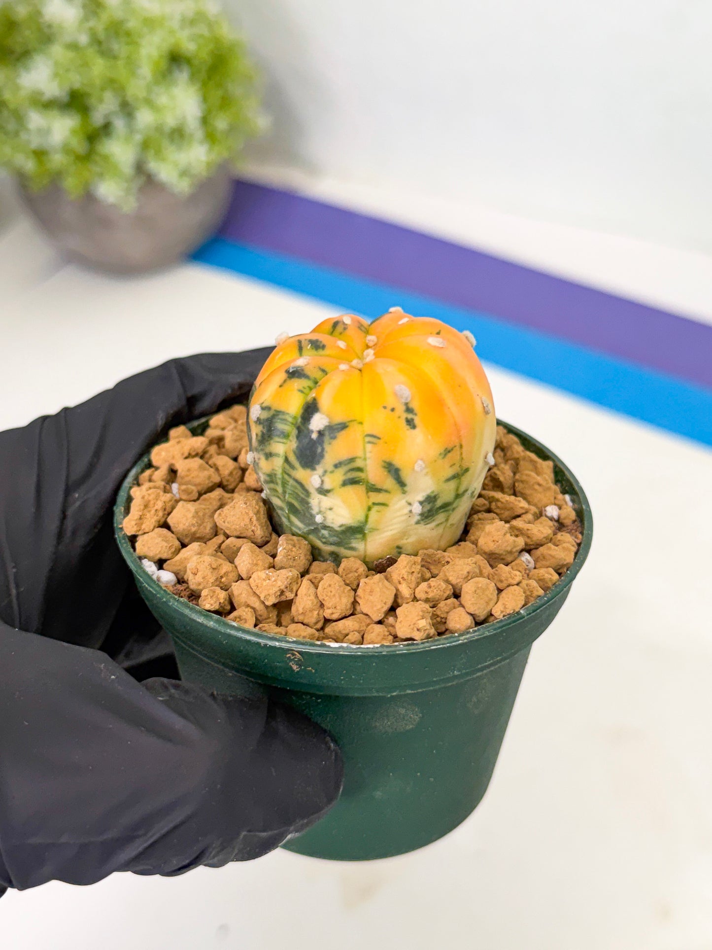 Astrophytum Var (at1) (y5) | From Taiwan