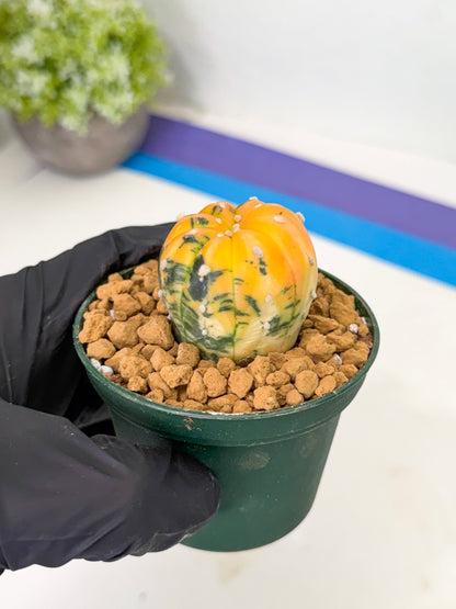 Astrophytum Var (at1) (y5) | From Taiwan