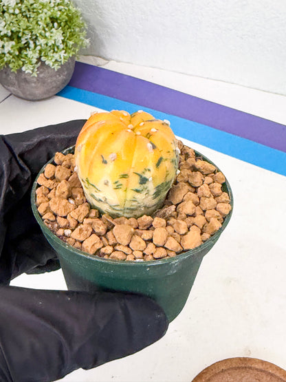 Astrophytum Var (at1) (y5) | From Taiwan